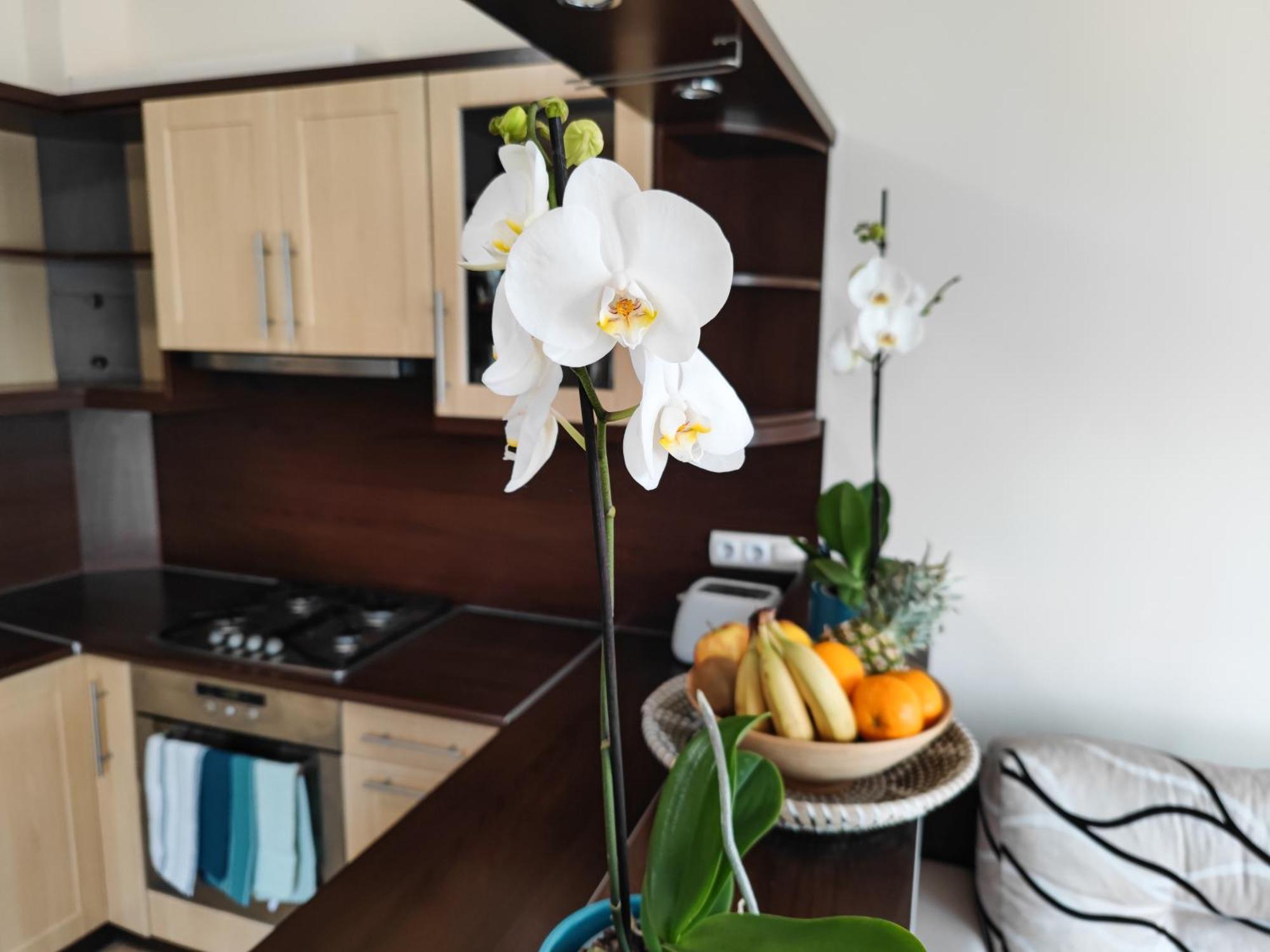 Csendes Bekes Belvarosi Lakas, Nagy Terasszal Apartment